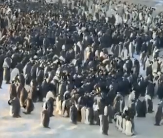 Just one individual in an Emperor penguin huddle can cause thousands to shift.