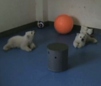 Polar bear twin cubs in China