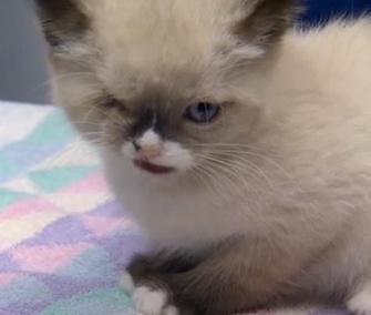 Sir Stuffington, a one-eyed kitten, is taking the Internet by storm.