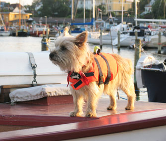 Dog on Boat