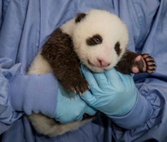 Panda cub at the San Diego Zoo