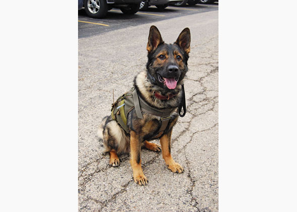 Honoring the Canine Heroes of the ATF
