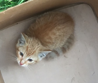 Mars will help find a home for a cat found stuck in an employee's truck engine.