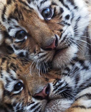 Tiger twin cubs