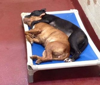 Kyra and Delaware have become inseparable at Fulton Animal Services in Atlanta.
