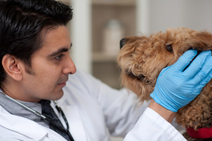 Vet examining senior dog