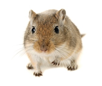 gerbil