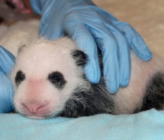 The panda cub at the National Zoo gets her first full veterinary exam.