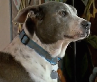 After spending six years in and out of a shelter, a letter from his original owner helped him find a forever home.