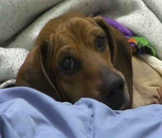 Obie the Dachshund is getting around a lot better after shedding 40 pounds.