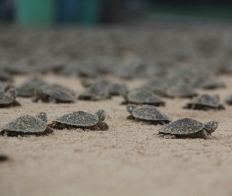 Thousands of Giant South American river turtles hatched in Brazil's Abufari Biological Reserve.