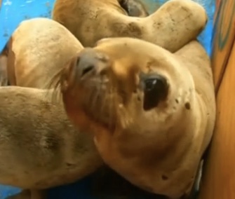 Sea lions Peru