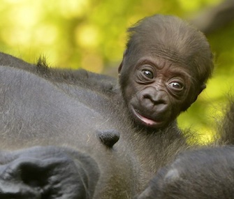 Elle Cincinnati Zoo baby gorilla