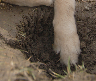 Paw digging