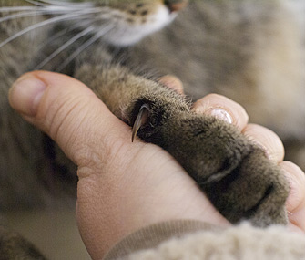 Grief and Losing a Pet