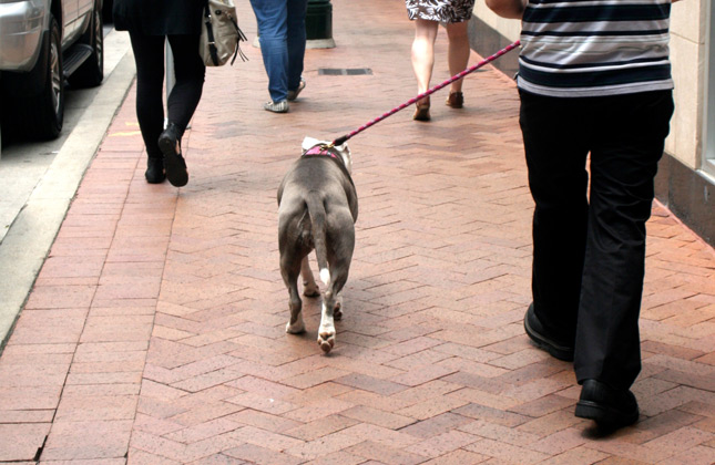 Baby the Pit Bull walks to lunch
