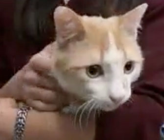Maloos the tabby cat was flown to San Francisco Animal Care and Control from Iran.