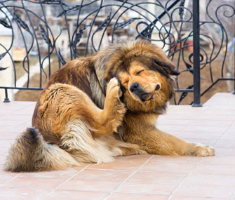 Atopic dermatitis is an allergic skin reaction that can make your cat or dog miserable