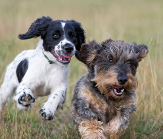Senior dogs playing