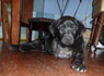 Barney