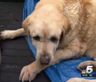 Sawyer, pictured here, and his family's other dog, Lucy, were saved from the rubble of their home two days after a tornado hit.