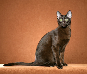 Havana Brown cat breed