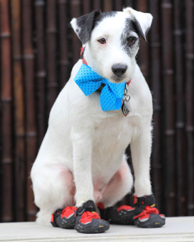 Jack Russell Terrier Dressed Up