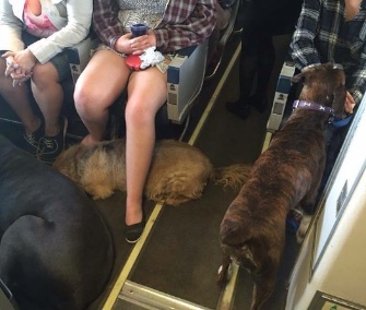 Dogs usually have to fly in a plane's cargo hold but many have had the chance to go coach during evacuations from a Canadian wildfire.