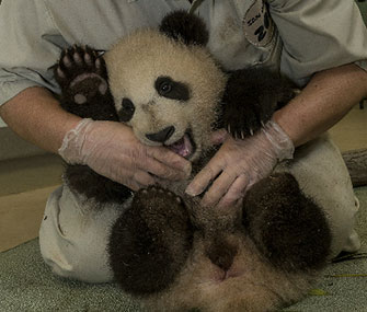 Xiao Liwu got a clean bill of health on Wednesday at his latest exam.