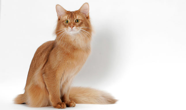 Somali Cat Breed Information Somali Cat Breed Information