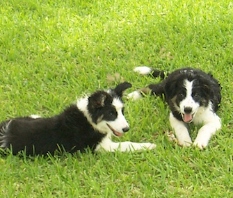 Study author Christine Harris says her parents' Border Collies inspired her research about dogs and jealousy.