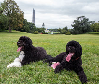 Sunny and Bo Obama