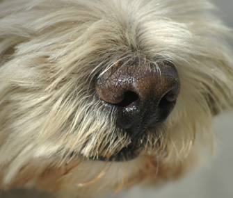 Closeup of Dog Wet Nose
