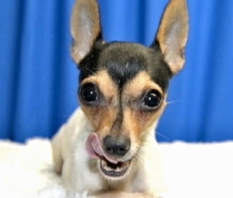Nika was found on a doorstep in Florida almost three years after she disappeared from her New York home.