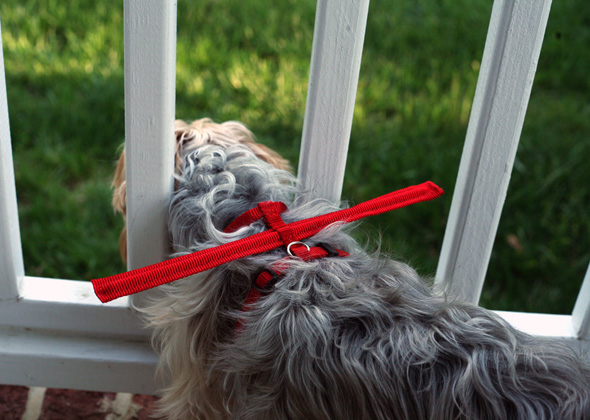 safe behind bars dog harness
