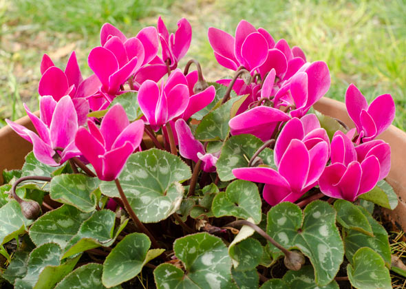 cyclamen poisonous to dogs