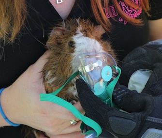 Rodney the guinea pig was saved from his burning home by Polk County firefighters.