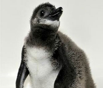 One of the African Penguin chicks who recently made a debut at the Toronto Zoo poses for a photo.