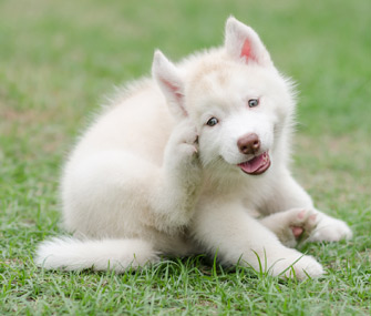 Puppy Itching