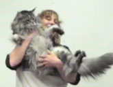 Stewie, the world's longest cat