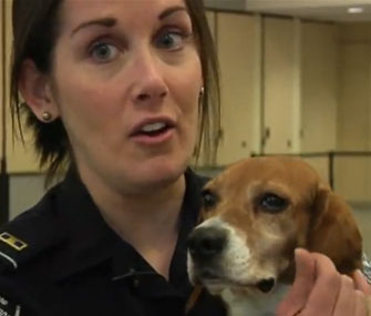 Izzy with her partner, Officer Meghan Caffery.