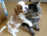 Puppy climbs on cat