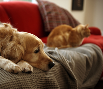 Sad dog on the couch with cat
