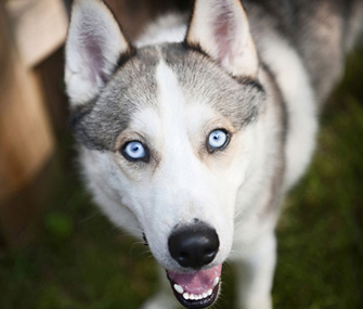 Siberian Husky With Blue Eyes