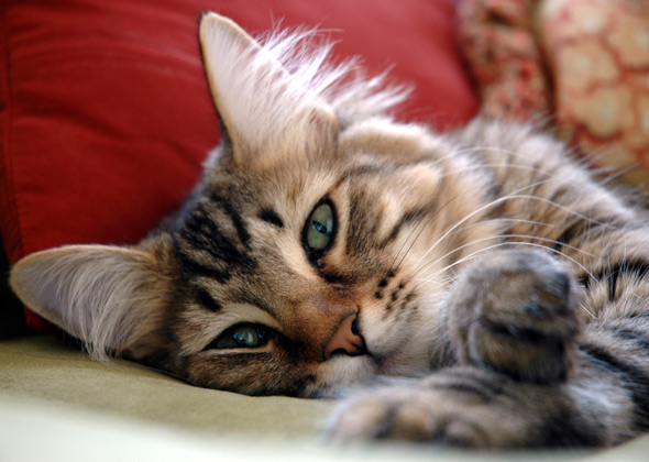 10 Most Popular Kitten Names