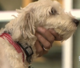 Gordo, the dog who was struck by a stolen van in Los Angeles last week, is headed home.