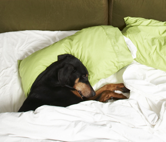 Dog under the covers sb10069044f-001.jpg (335×285)