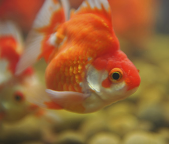 Up close view of a goldfish