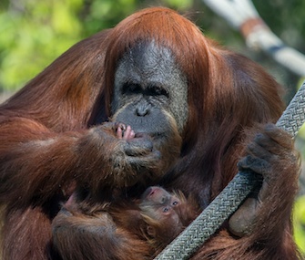 Indah, a Sumatran orangutan, snuggles with her 2-week-old baby girl at the San Diego Zoo.