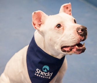 Kobe is the latest rescue dog to be adopted by the Shedd Aquarium.